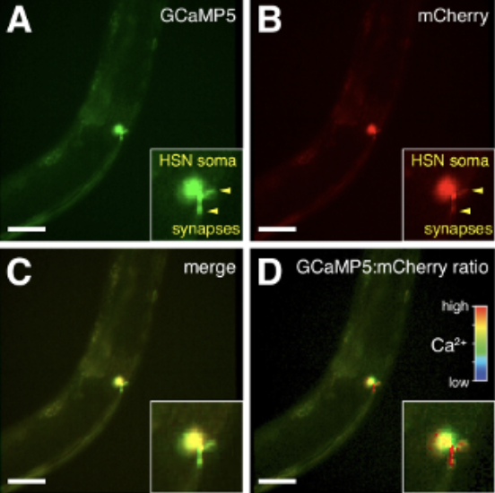 Diagram of ratiometric calcium imaging setup in C. elegans
