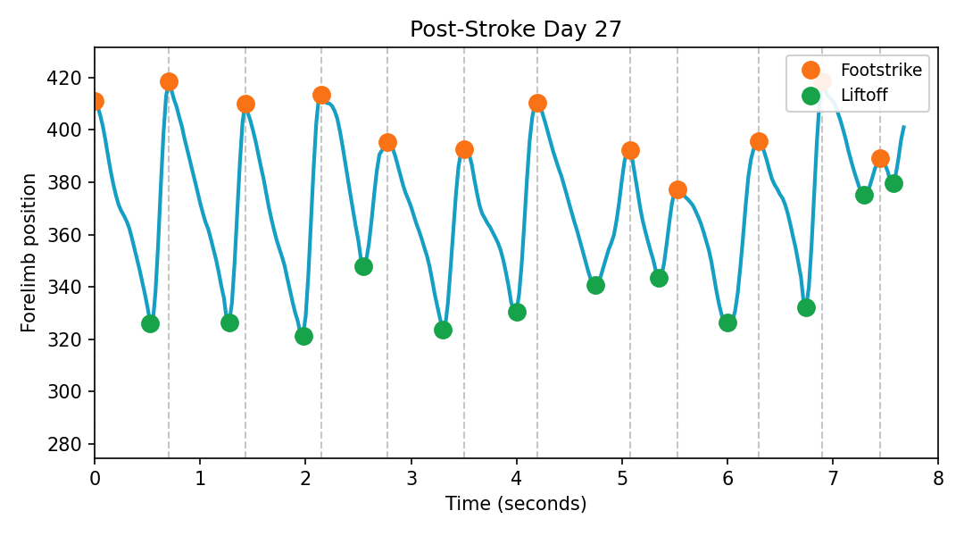 Right forelimb position over time on post-stroke day 27, with footstrikes, liftoffs, and stride boundaries marked