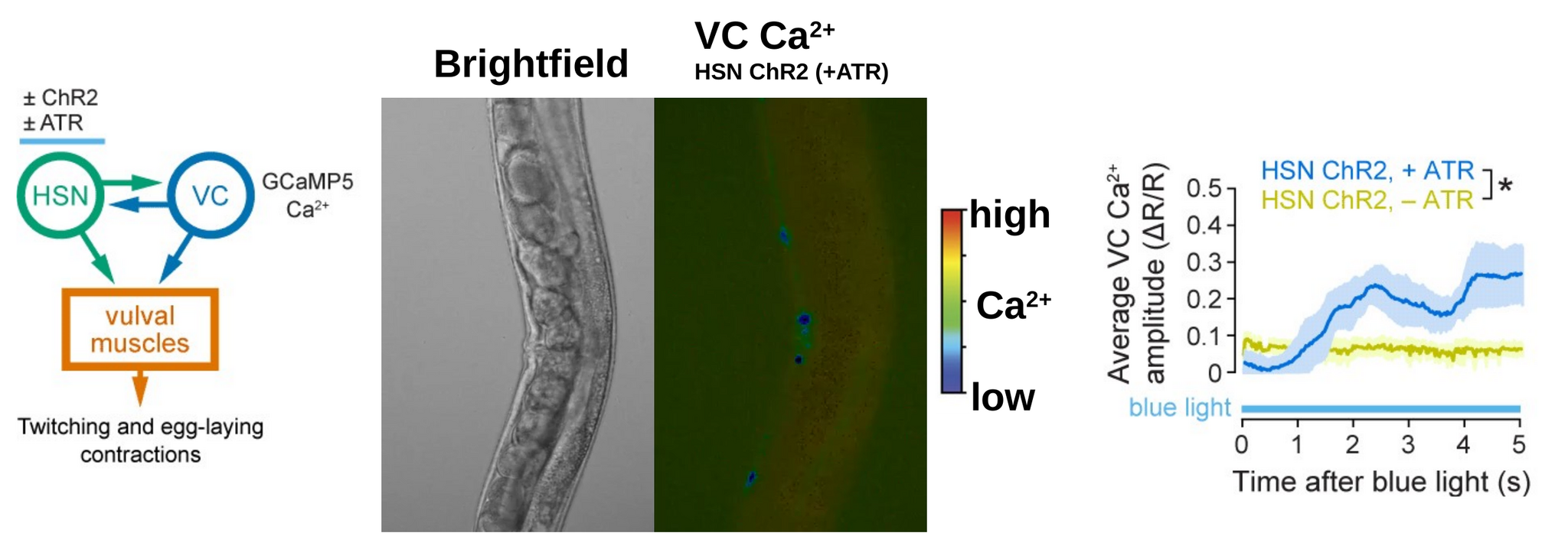 Side-by-side brightfield and VC-neuron calcium imaging during C. elegans egg-laying