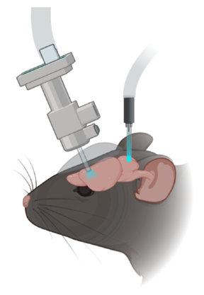 Illustration of a mouse head with a microscope objective over the motor cortex and an optogenetic fiber over the cerebellum