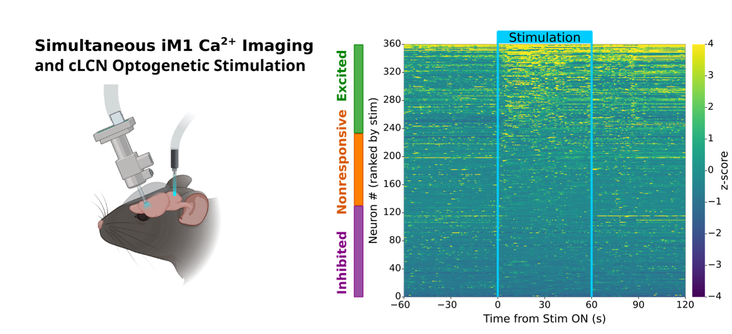 Schematic of simultaneous motor-cortex calcium imaging and cerebellar optogenetic stimulation in a mouse, beside a heatmap of single-neuron activity across a stimulation window with neurons grouped as excited, nonresponsive, or inhibited